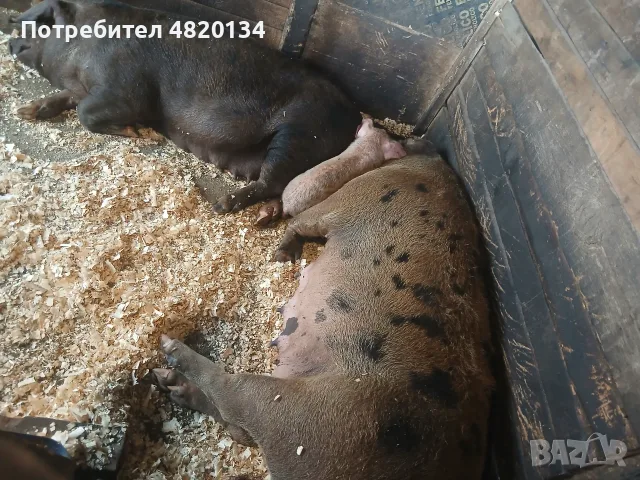 София световрачене, снимка 8 - Прасета - 56732790