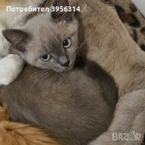 продава се Blu Point, снимка 6 - Британска късокосместа - 56643003