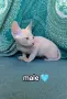 чистокръвно момченце Дон Сфинкс , снимка 2