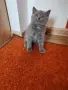 Британски късокосмести котета , снимка 2