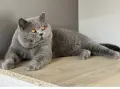 Продавам британски котета , снимка 12