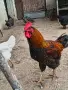 продавам петли за разплод, снимка 7