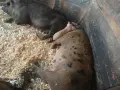 София световрачене, снимка 8