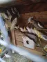 различни видове птици , снимка 9