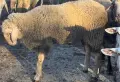 2бр. мъжки агнета, снимка 1