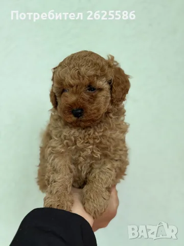 Той пудел toy poodle МОМЧЕ 