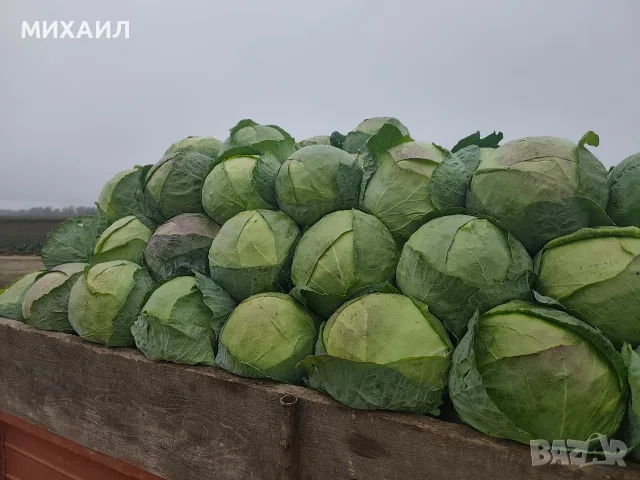 Прясно и крехко зеле Кьосе , снимка 6 - Домашни продукти - 56661116