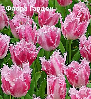 Луковици ЛАЛЕТА, снимка 3 - Градински цветя и растения - 56629976