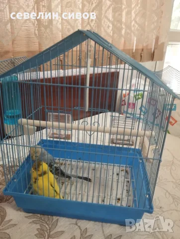 продавам папагали
