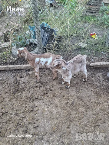 Продавам малки яренца , снимка 6 - Кози - 56576227