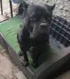 Кане Корсо Италиано , снимка 4