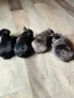 малки френски булдочета , снимка 6