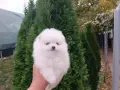 Померан/Померани , снимка 2