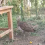 Продавам  пауни , снимка 3