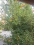семе дафинов лист , снимка 4