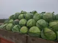 Прясно и крехко зеле Кьосе , снимка 6
