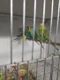Вълнисти папагали и Корели , снимка 12