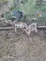 Продавам малки яренца , снимка 6