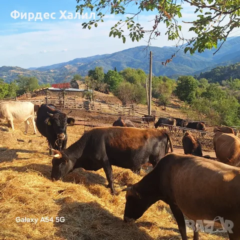  Продавам агнета, кози, крави , снимка 2 - Крави - 56719312