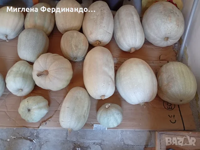 Продавам тикви,голямо количество!, снимка 4 - Домашни продукти - 56600619