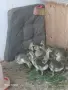 Лебедови гъски., снимка 6