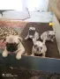 Френски булдочета , снимка 1