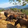  Продавам агнета, кози, крави , снимка 2
