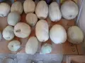 Продавам тикви,голямо количество!, снимка 4
