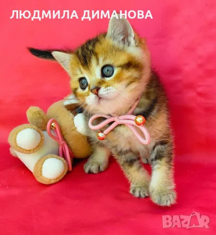 Златна чинчила момиче. , снимка 5 - Чинчили - 56632407