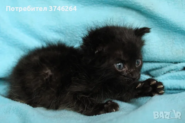 Черно котенце търси дом, снимка 7 - Други - 56600894
