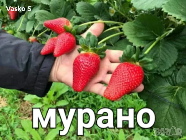 Разсад 2026г маточник, снимка 14 - Разсади - 56666373