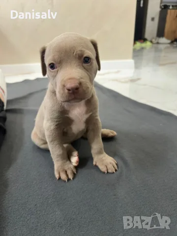 Питбул Блу нос/ Pitbull Blue nose, снимка 13 - Питбул - 56749748