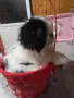 Японски хин момиченце, снимка 6