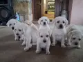 Кученца лабрадорчета, снимка 3