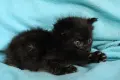 Черно котенце търси дом, снимка 7