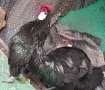 Розкомб черен и сив, снимка 1