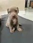 Питбул Блу нос/ Pitbull Blue nose, снимка 13
