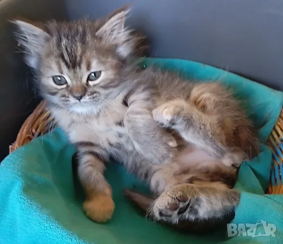 Сибирско котенце, сибирче, момиче, хипоалергенно, коте, сибирска котка