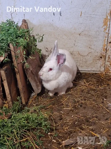 Продавам две женски зайци 