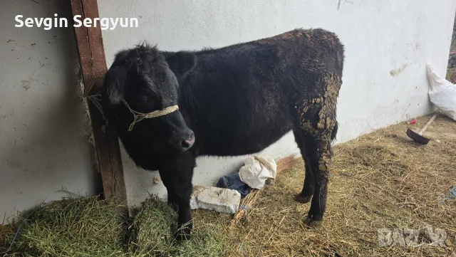 Продавам месо коли се пред клиентаобл.Шумен, снимка 4 - За селскостопански - 56557044