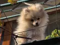 Свободен померан Мъжки, снимка 2