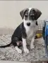 малко кученце на 4 месяца, снимка 3