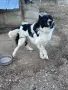 Българска овчарка мъжка , снимка 2