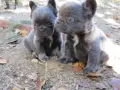 френски булдог флъфи, снимка 8