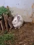 Продавам две женски зайци , снимка 1