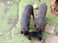 Кане Корсо Италиано, снимка 2