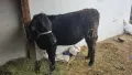 Продавам месо коли се пред клиентаобл.Шумен, снимка 4