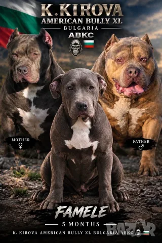 Американско були Хл American bully Xl , снимка 3 - Питбул - 56727185