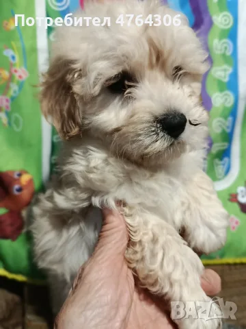 малти пу обезпаразитени,с ваксина и паспорт