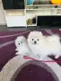 Момче с маска на три месеца , снимка 4